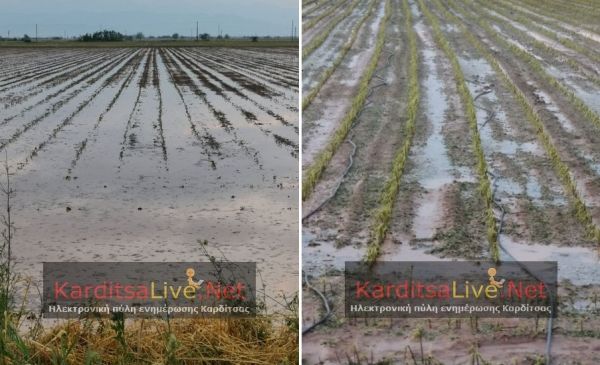 Ζημιές σε 26.500 στρέμματα από το χαλάζι στο Δήμο Παλαμά - Συνεχίζεται η καταγραφή για καύσωνα και βροχή