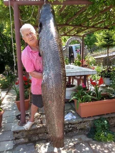 fish2