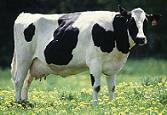 Αγελάδα σκότωσε 40χρονο κτηνοτρόφο