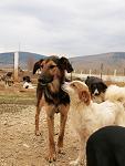 Στο αέρα το πρόγραμμα στειρώσεων στην Καρδίτσα