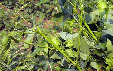 Ζημιές   από χαλαζόπτωση σε Δημοτικά Διαμερίσματα του  Δήμου Φύλλου 