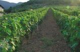 Μεσενικόλας: Το χωριό με το φημισμένο κρασί