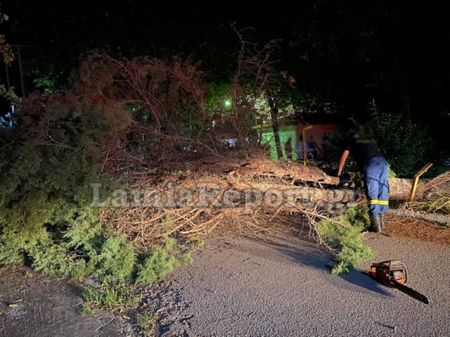 Φθιώτιδα: Δέντρο καταπλάκωσε γυναίκα στο ΚΑΑΥ Καραβομύλου