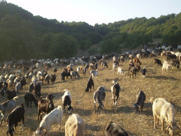 Η ευλογιά των αιγοπροβάτων «έκλεισε» φέτος τις μετακινήσεις των κτηνοτρόφων από τις πανάχραιες στράτες για τα χειμαδιά