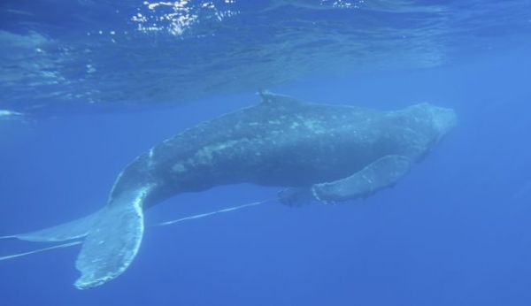 Φάλαινα εμφανίσθηκε στον Κορινθιακό κόλπο