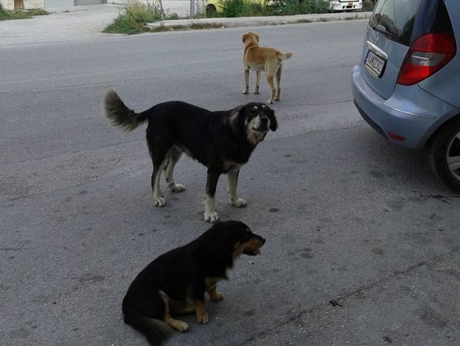 Βουλή: Τροπολογία για αυστηρότερες ποινές για την κακοποίηση των ζώων - Προβλέπεται ποινή κάθειρξης έως 10 έτη