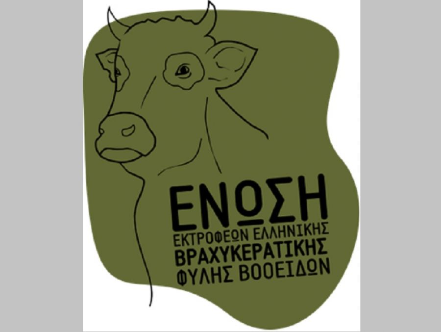 Ένωση Εκτροφέων Ελληνικής Βραχυκερατικής Φυλής Βοοειδών: Ανοιχτή επιστολή για τη μη καταβολή ενίσχυσης ήσσονος σημασίας (de minimis) για τα αυτόχθονα βοοειδή
