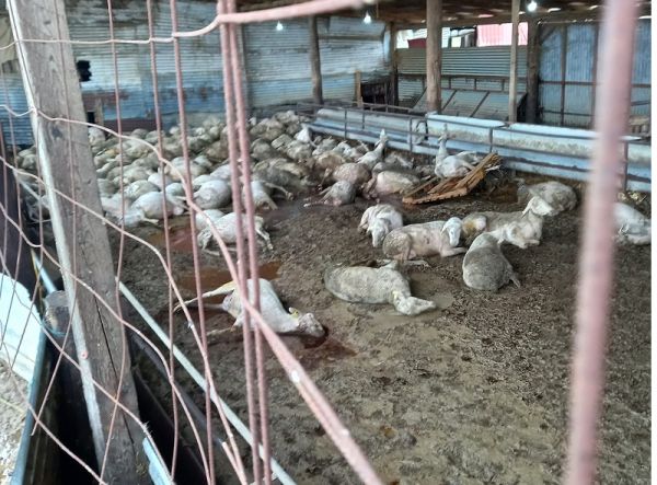 Στο 75% η αποκομιδή των νεκρών ζώων στη Θεσσαλία