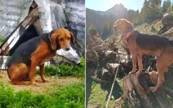 Χάθηκε ο εικονιζόμενος σκύλος στην περιοχή του Ρούσσου - Μπορείτε να βοηθήσετε;