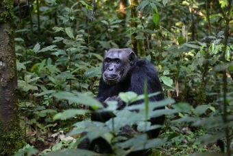 Σουηδία: Τρεις χιμπατζήδες θανατώθηκαν αφού το έσκασαν από τον περίβολό τους στον ζωολογικό κήπο Φουρούβικ