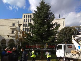 «Ντόπιο» και δωρεά δημότη, το φετινό Χριστουγεννιάτικο δέντρο της Καρδίτσας
