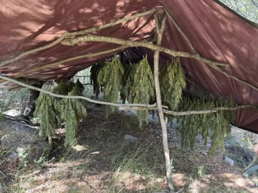 Αχαΐα: Εντοπίστηκε φυτεία με 330 δενδρύλλια κάνναβης σε δύσβατη περιοχή