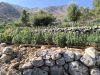 Σπάρτη: Εντοπίστηκε φυτεία κάνναβης με περισσότερα από 2.250 δενδρύλλια
