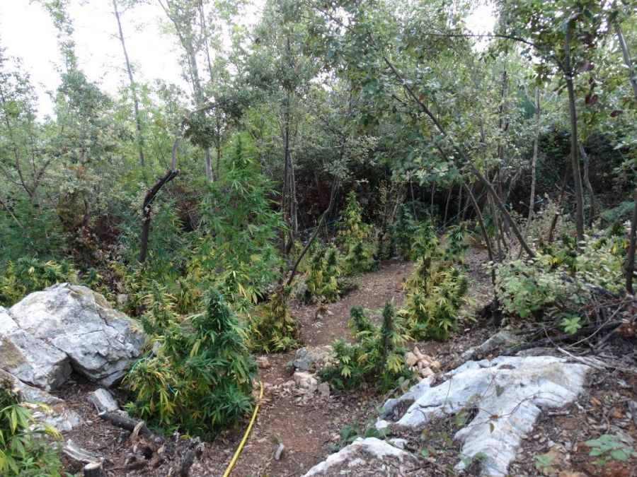 Συλλήψεις για καλλιέργεια κάνναβης στη Λάρισα-Εντοπίστηκε φυτεία με 1491 δενδρύλλια