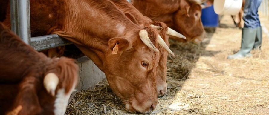 Περιφέρεια Θεσσαλίας: Χορήγηση ζωοτροφών σε πληγέντες κτηνοτρόφους Απαραίτητη η επικοινωνία με τους Δήμους