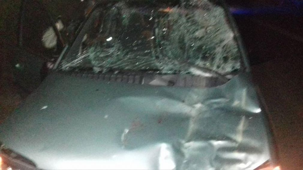 Άγιο είχε οδηγός αυτοκινήτου που συγκρούστηκε με μουλάρι στο δρόμο Αγιάς - Αγιόκαμπου (+Φώτο)