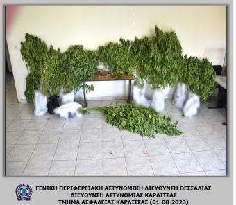 Εντοπίστηκε μίνι φυτεία κάνναβης σε οικία στην περιοχή του Δήμου Σοφάδων - Συνελήφθη ένας άνδρας