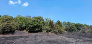 Υπό έλεγχο η φωτιά στο Γενέσι Τρικάλων – Για δεύτερη φορά στο ίδιο σημείο