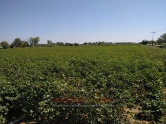 Δελτίο φυτοπροστασίας και πορείας των βαμβακοκαλλιεργειών στην Π.Ε. Καρδίτσας