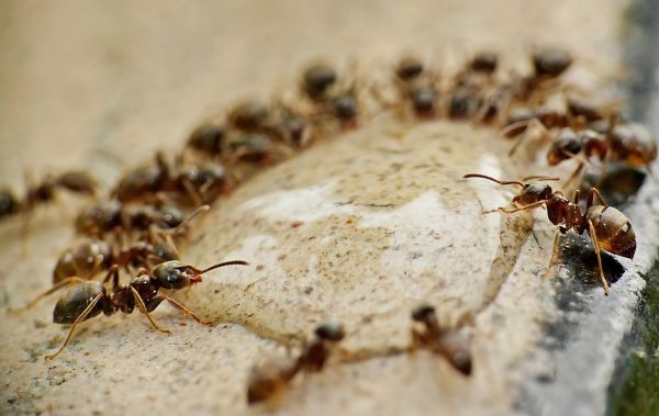 Εισβολή μυρμηγκιών: Πώς να προστατέψετε το σπίτι σας