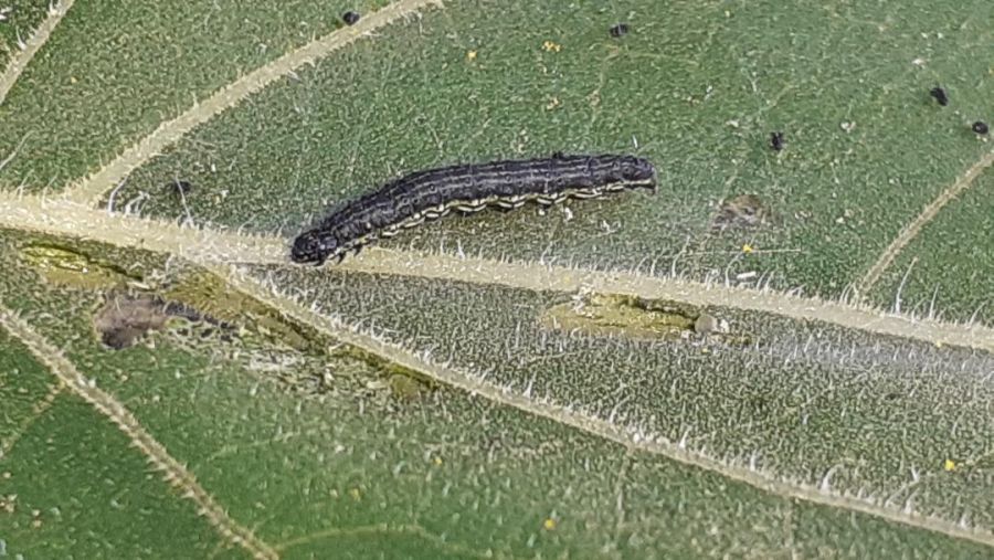 Διεύθυνση Αγροτικής Οικονομίας Περιφέρειας Θεσσαλίας: Προειδοποίηση για το νεοεμφανιζόμενο επιζήμιο έντομο για τις καλλιέργειες