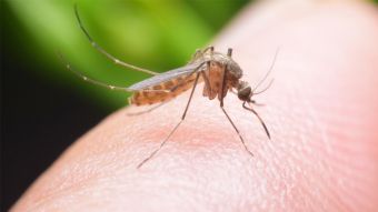 Οδηγίες προστασίας από τα κουνούπια από την Δ/νση Δημόσιας Υγείας - Τμήμα  Δημόσιας Υγιεινής της Περιφέρειας Θεσσαλίας
