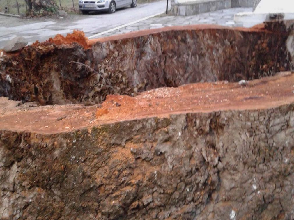 Περιβαλλοντική και Οικολογική Παρέμβαση: "Έκοψαν τον πιο ιστορικό πλάτανο του Μουζακίου"