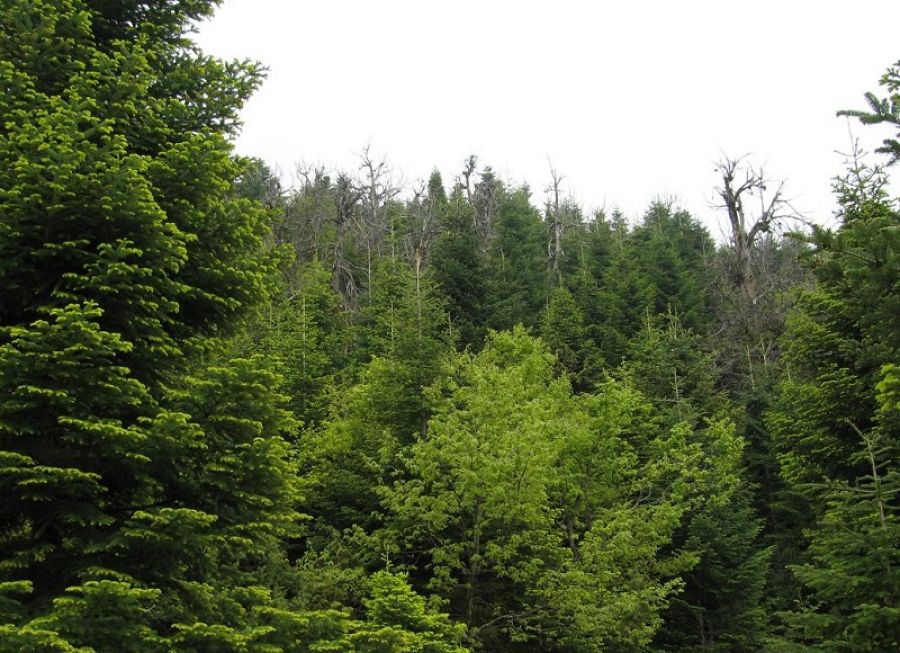 Παράταση για ένα μήνα στην κατάθεση αντιρρήσεων επί των δασικών χαρτών από το Υπ. Περιβάλλοντος