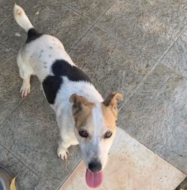 Χάθηκε σκυλίτσα jack Russell στην Καρδίτσα