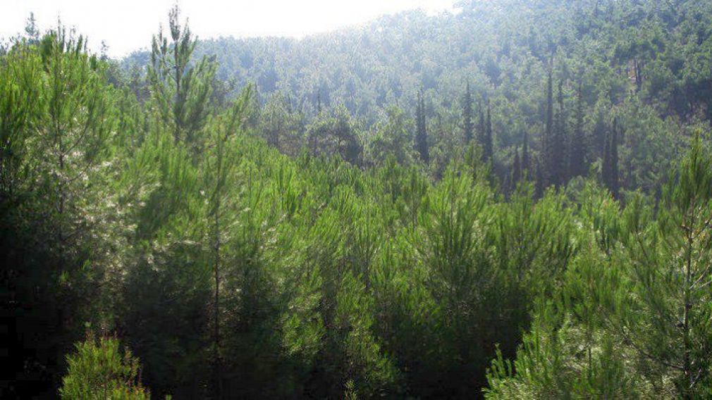 Πρόγραμμα Δασοπροστασίας υλοποιούν οι Δασικές Υπηρεσίες της Π.Ε. Καρδίτσας