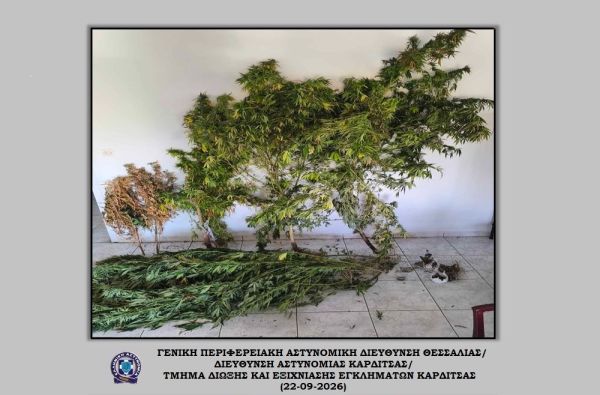 Καρδίτσα: Συνελήφθη 70χρονος που καλλιεργούσε κάνναβη στην οικία του