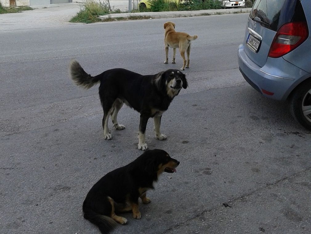 Η Περιβαλλοντική Οικολογική Παρέμβαση για την επίθεση σκύλου σε βάρος άνδρα στο Μουζάκι