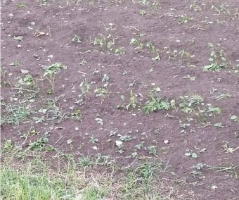 Χαλαζόπτωση σε περιορισμένη έκταση στο Δήμο Παλαμά - Επλήγησαν βαμβακοκαλλιέργειες