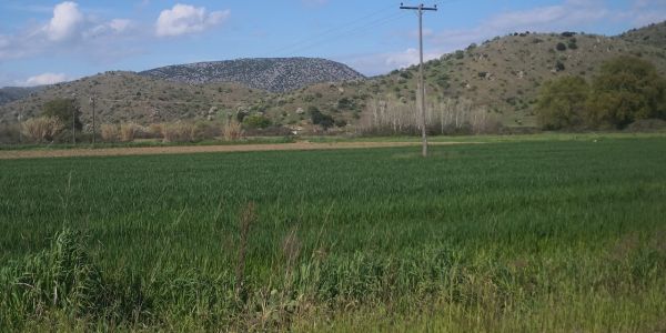 Η καλλιέργεια της αγριοαγκινάρας προσφέρει σημαντικά ενεργειακά και περιβαλλοντικά οφέλη