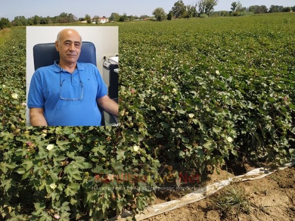 Μ. Νταράουσε στο KarditsaLive.Net: "Κρίσιμος ο Σεπτέμβριος για να συνεχιστεί η καλή πορεία των βαμβακοκαλλιεργειών" (+Φώτο +Βίντεο)