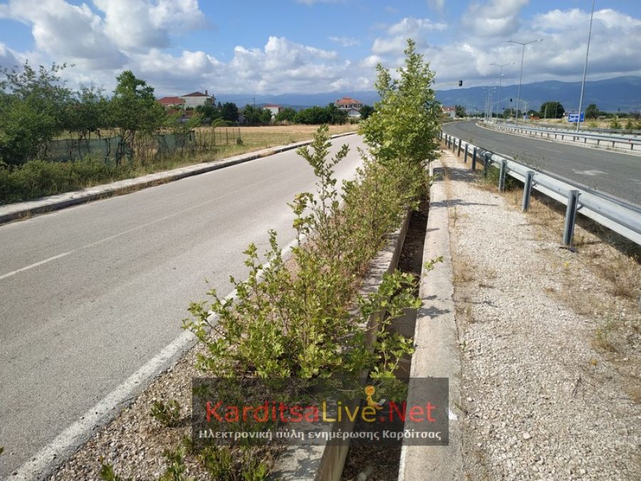 Φύτρωσαν πλατάνια σε τσιμενταύλακες του περιφερειακού της Καρδίτσας (+Φώτο)