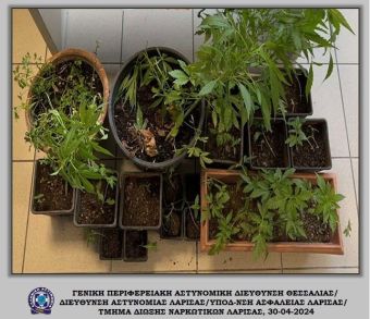 Συλλήψεις στη περιοχή των Τεμπών για περισσότερα από 800 γραμ. κάνναβης