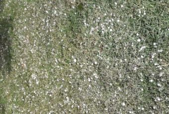 Ζημιές σε καλλιέργειες από χαλάζι στη Χαρά Λάρισας