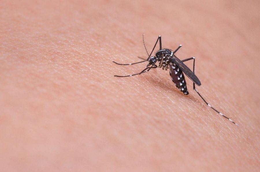Οδηγίες για την προστασία από τα κουνούπια