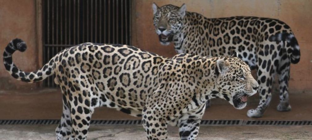 Αττικό Ζωολογικό Πάρκο: Σκότωσαν δυο τζάγκουαρ που δραπέτευσαν, την ώρα που βρίσκονταν μέσα επισκέπτες