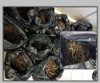 6μελής ομάδα καλλιεργούσε δενρύλλια κάνναβης στα ορεινά της Λάρισας
