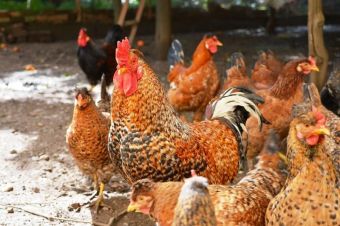 Υπ/νση Κτηνιατρικής Π.Ε. Καρδίτσας: Κρούσματα γρίπης των πτηνών στην Ευρώπη – Μέτρα βιοασφάλειας