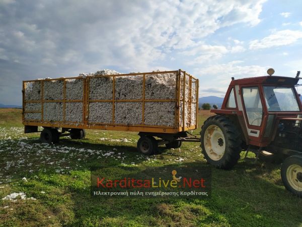 20% κάτω η φετινή βαμβακοπαραγωγή σε όλη τη χώρα λόγω «Ιανού» - Επηρεάστηκε και η ποιότητα στα εναπομείναντα