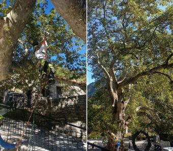 Νέα παρέμβαση στον ιστορικό πλάτανο της πλατείας Λεοντίτου από τον Δήμο Αργιθέας