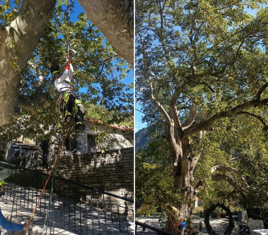 Νέα παρέμβαση στον ιστορικό πλάτανο της πλατείας Λεοντίτου από τον Δήμο Αργιθέας