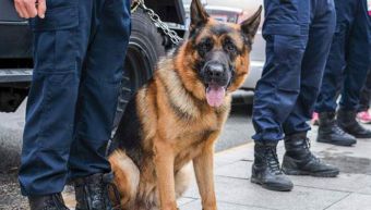 Καρδίτσα: Μικροποσότητα κάνναβης εντόπισε αστυνομικός σκύλος στην οικία 48χρονου