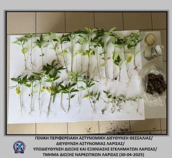 Σύλληψη 2 ανδρών στον Δήμο Κιλελέρ για καλλιέργεια και κατοχή κάνναβης