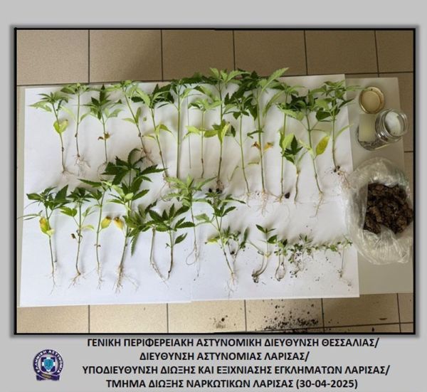Σύλληψη 2 ανδρών στον Δήμο Κιλελέρ για καλλιέργεια και κατοχή κάνναβης