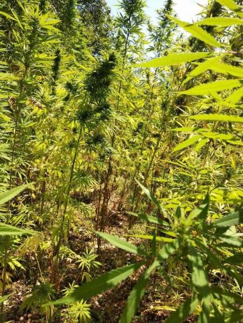 Φυτεία 85 δενδρυλλίων κάνναβης σε αγροτική περιοχή της Αγιάς Λάρισας