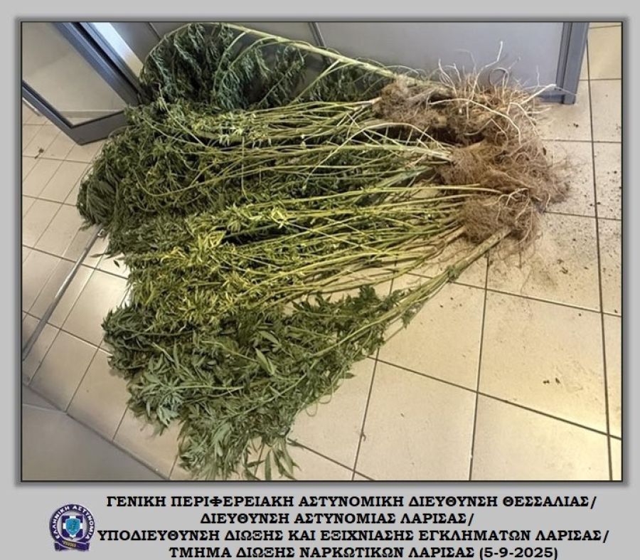 Δικογραφία σε άνδρα για καλλιέργεια δενδρυλλίων κάνναβης στην οικία του, στην περιοχή του Δήμου Τεμπών